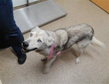 FAIRY -  Husky Dog for Adoption in Albuquerque, New Mexico - FAIRY | PetCurious