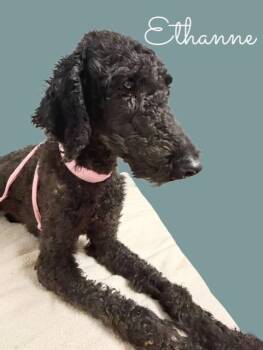 Ethanne -  Standard Poodle Dog for Adoption in Tulsa, Oklahoma - Ethanne | PetCurious