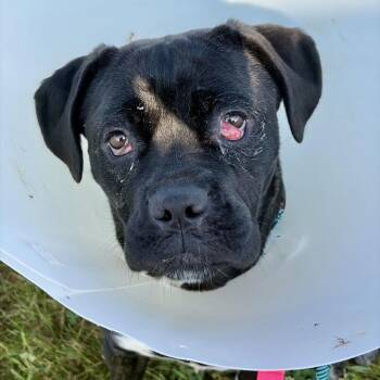 Rose -  Boxer and Mixed Breed Dog for Adoption in Matteson, Illinois - Rose | PetCurious