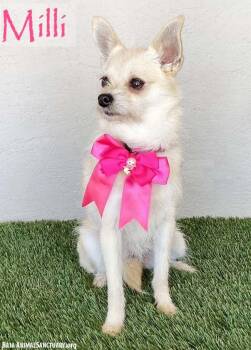 Chihuahua Dogs Available for Adoption in San Diego, California - Milli | PetCurious