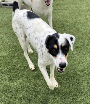 Rescue Pointer Dogs for Adoption in Rockaway, New Jersey - Bella Dixon | PetCurious