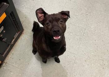 Chihuahua Dogs Available for Adoption - SOLDIER | PetCurious