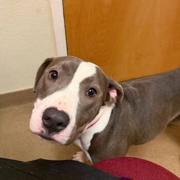 Macadamia Nut -  Mixed Breed Dog for Adoption in Chattanooga, Tennessee - Macadamia Nut | PetCurious