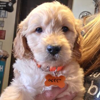 Golden Retriever and Poodle Dogs Available for Adoption in Goltry, Oklahoma - 5g Orange | PetCurious