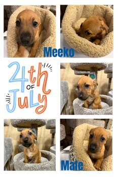Meeko -  Cattle Dog Dog for Adoption in Eugene, Oregon - Meeko | PetCurious