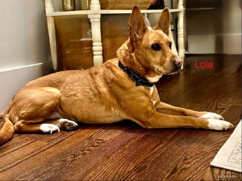 Rescue Australian Cattle Dog Blue Heeler and Shepherd Dogs for Adoption in White Bluff, Tennessee - Lola (ae) | PetCurious