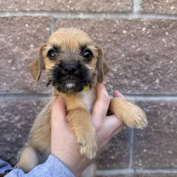 Pineapple -  Terrier Dog for Adoption in Las Vegas, Nevada - Pineapple | PetCurious