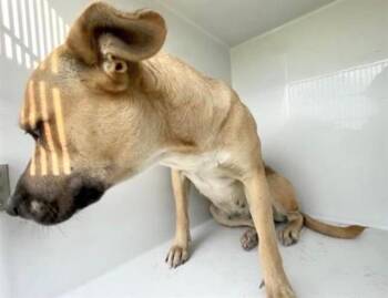 A657948 -  Pit Bull Terrier and Mixed Breed Dog for Adoption in Houston, Texas - A657948 | PetCurious