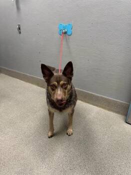 JASPER -  Australian Cattle Dog Blue Heeler Dog for Adoption in Las Vegas, Nevada - JASPER | PetCurious
