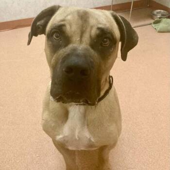 Bentley -  Mixed Breed and Mastiff Dog for Adoption in Ballston Spa, New York - Bentley | PetCurious