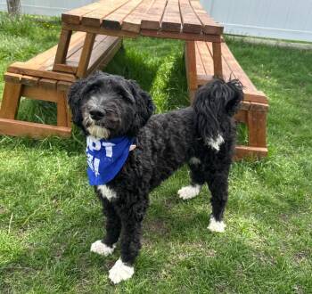 Bernese Mountain Dog and Poodle Dogs Available for Adoption in Logan, Utah - Maisey | PetCurious