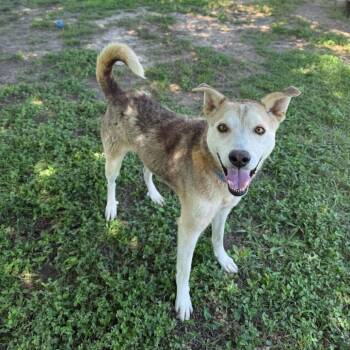 Husky Dogs Available for Adoption in Carencro, Louisiana - Otter | PetCurious