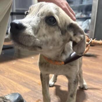 Goldie -  Mixed Breed Dog for Adoption in Milton, Florida - Goldie | PetCurious