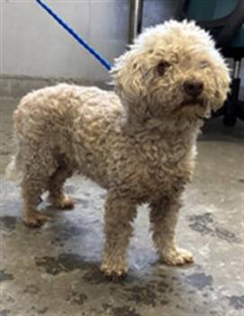 SIMON -  Poodle and Mixed Breed Dog for Adoption in Camarillo, California - SIMON | PetCurious