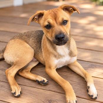 Kevin -  Chihuahua Dog for Adoption in Houston, Texas - Kevin | PetCurious