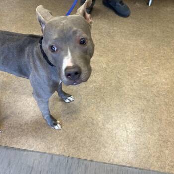McQueen -  Pit Bull Terrier Dog for Adoption in Palm Springs, California - McQueen | PetCurious