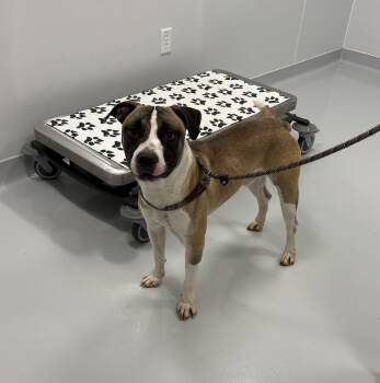 Beck -  Pit Bull Terrier Dog for Adoption in Bourbonnais, Illinois - Beck | PetCurious