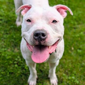 Duke VIII -  Pit Bull Terrier and American Bulldog Dog for Adoption in Peotone, Illinois - Duke VIII | PetCurious