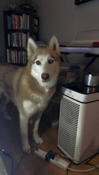 Siberian Husky Dogs Available for Adoption in Plymouth, Michigan - Bishop | PetCurious