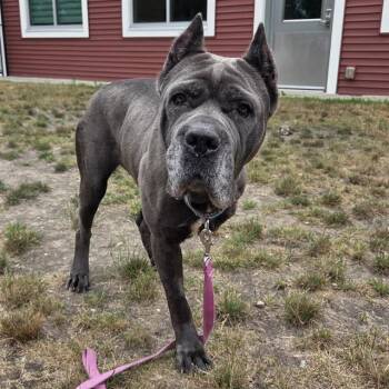 CALI -  Cane Corso Dog for Adoption in Boston, Massachusetts - CALI | PetCurious