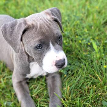 Lainey -  Pit Bull Terrier Dog for Adoption in Dayton, Ohio - Lainey | PetCurious