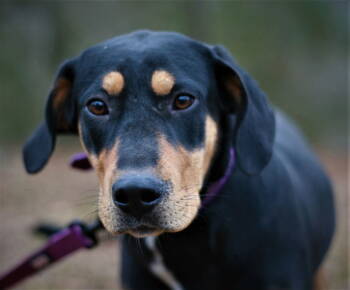 Rescue Labrador Retriever and Black And Tan Coonhound Dogs for Adoption in Attalla, Alabama - Loofie | PetCurious