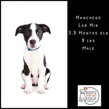 Manchego -  Labrador Retriever Dog Available for Adoption - Manchego | PetCurious