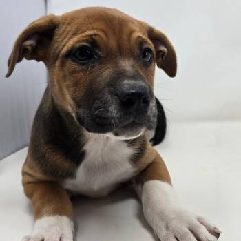 Mixed Breed Dogs Available for Adoption in Columbia, Missouri - Candy Land | PetCurious