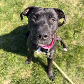 Staffordshire Bull Terrier and Mixed Breed Dogs Available for Adoption in Spokane, Washington - Buzzer | PetCurious