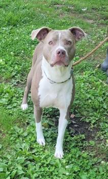 Roadie 2 -  Boxer and Pit Bull Terrier Dog for Adoption in Lawrenceburg, Tennessee - Roadie 2 | PetCurious