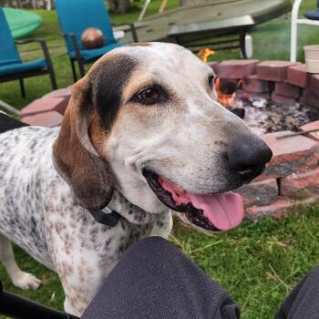 Rescue Bluetick Coonhound and Hound Dogs for Adoption in Cincinnati, Ohio - Cash | PetCurious