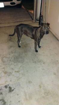 UNITY -  American Staffordshire Terrier Dog for Adoption in San Antonio, Texas - UNITY | PetCurious