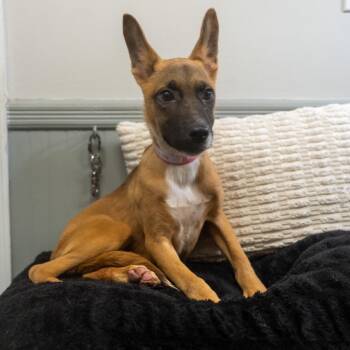 Carrie -  Shepherd and Mixed Breed Dog for Adoption in Pawling, New York - Carrie | PetCurious