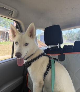 Sasha -  Husky Dog for Adoption in Denver, Colorado - Sasha | PetCurious
