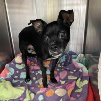 Blakey -  Chihuahua and Mixed Breed Dog for Adoption in Port Charlotte, Florida - Blakey | PetCurious