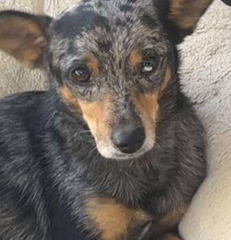 Jigsaw -  Chihuahua and Australian Cattle Dog Blue Heeler Dog for Adoption in Longmont, Colorado - Jigsaw | PetCurious