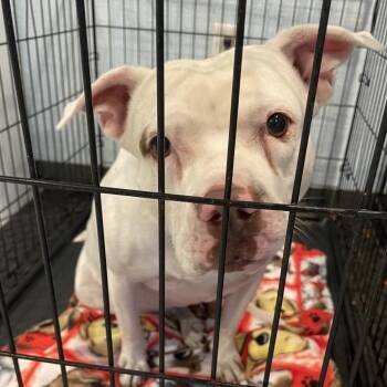 Nellie -  Mixed Breed Dog for Adoption in Port Charlotte, Florida - Nellie | PetCurious
