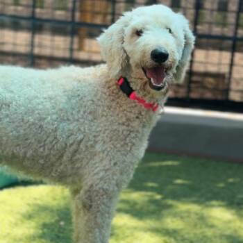 Betty A2291311 -  Poodle Dog for Adoption in Los Angeles, California - Betty A2291311 | PetCurious