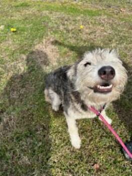 Yorkshire Terrier Dogs Available for Adoption - Kera17481 | PetCurious