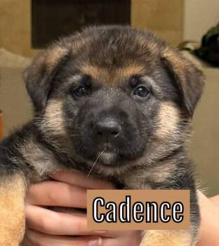 Rescue German Shepherd Dog Dogs for Adoption in Coachella, California - Cadence | PetCurious