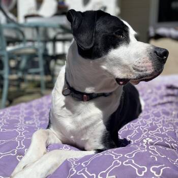 Humphrey -  Boxer and Border Collie Dog for Adoption in West Milford, New Jersey - Humphrey | PetCurious