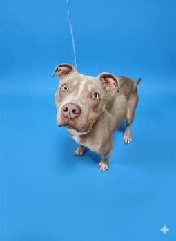 Mixed Breed Dogs Available for Adoption - SKAR | PetCurious