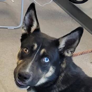 Cassie -  Mixed Breed Dog for Adoption in Las Cruces, New Mexico - Cassie | PetCurious