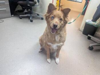 Rescue Golden Retriever Dogs for Adoption in Pasadena, California - BLONDY | PetCurious