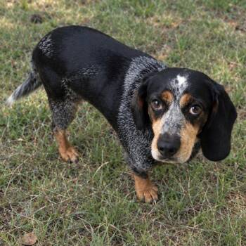 Douglas -  Beagle and Mixed Breed Dog for Adoption in Huntsville, Alabama - Douglas | PetCurious