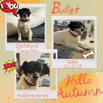 Bullet MV8908-T -  Dachshund and Corgi Dog for Adoption in Missouri City, Texas - Bullet MV8908-T | PetCurious