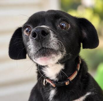 Dani -  Chihuahua and Terrier Dog for Adoption in Thomasville, North Carolina - Dani | PetCurious