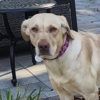 Clarkson -  Labrador Retriever Dog for Adoption in Columbia, South Carolina - Clarkson | PetCurious