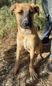 Anatolian Shepherd Dogs Available for Adoption in Frazier Park, California - Daphnie | PetCurious