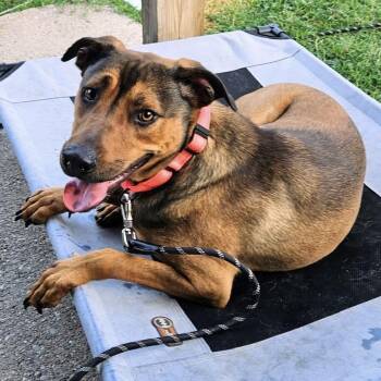 Kit Kat -  Chow Chow and Australian Cattle Dog Blue Heeler Dog for Adoption in Krum, Texas - Kit Kat | PetCurious